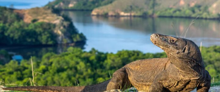 Studi Kasus Wisata Alam Berkelanjutan di Taman Nasional Komodo